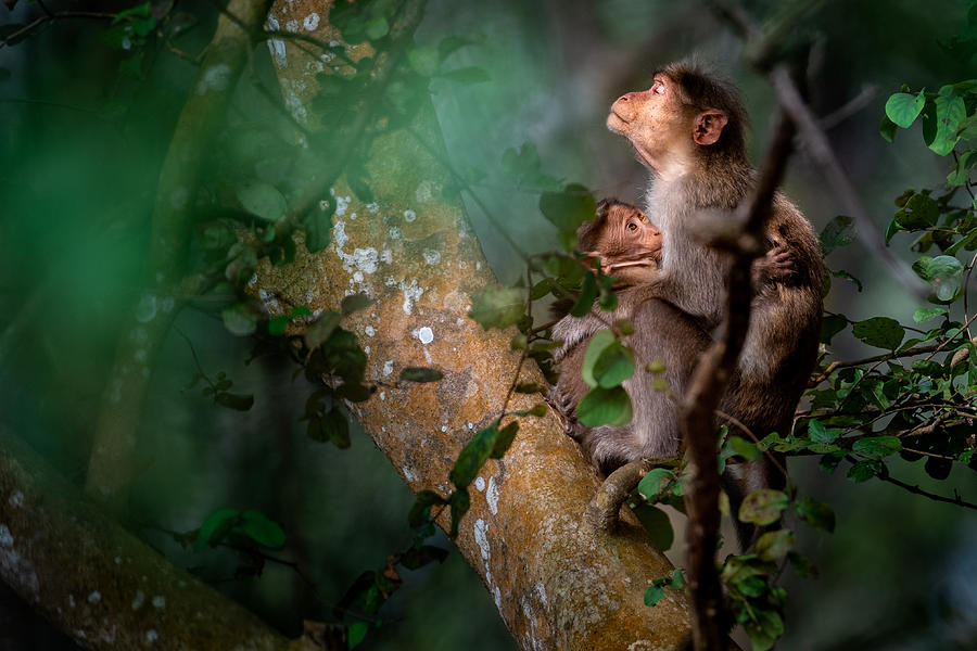 Ape Photograph - Mothers Love by Omer Faragi
