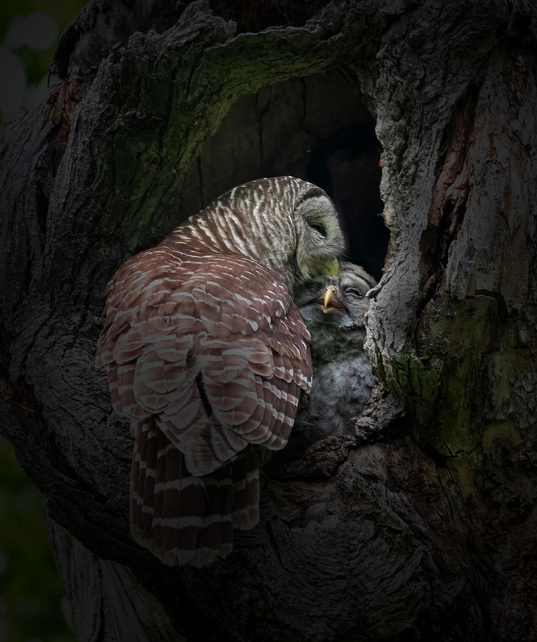 Owl Photograph - Mothers Love by Sheila Xu