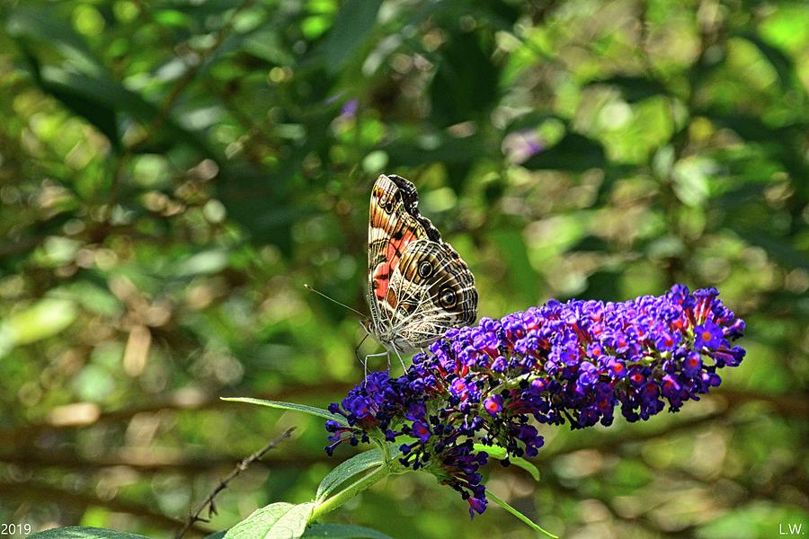 Admiral Butterfly 2 Photograph by Lisa Wooten