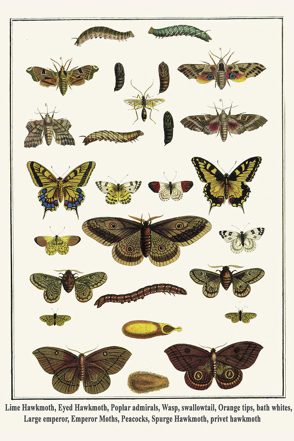 Moths, Butterfiles, Caterpillars & Wasps Painting by Albertus Seba