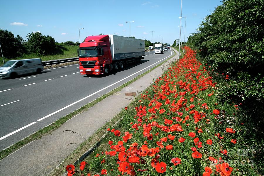Motorway Traffic And Poppies Photograph by Martin Bond/science Photo Library