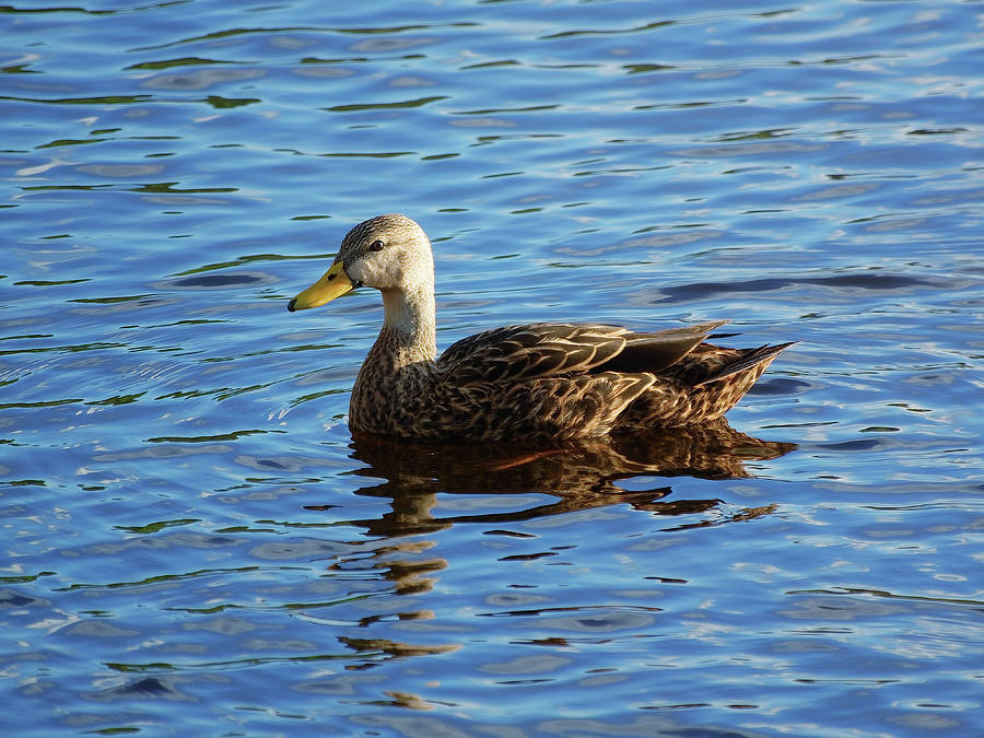 Mottled Duck In Lake Photograph