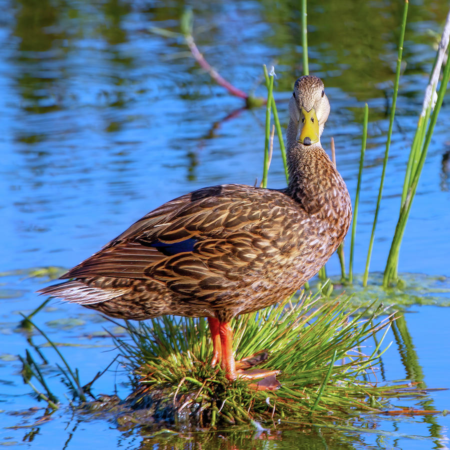 Mottled Duck in the Everglades Photograph by Mark Andrew Thomas