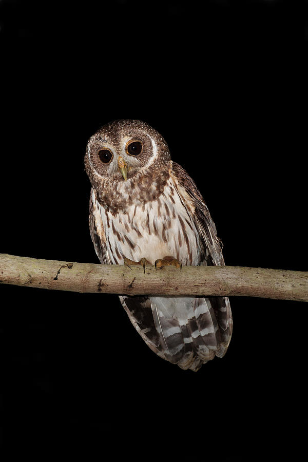 Mottled Owl Photograph by James Zipp