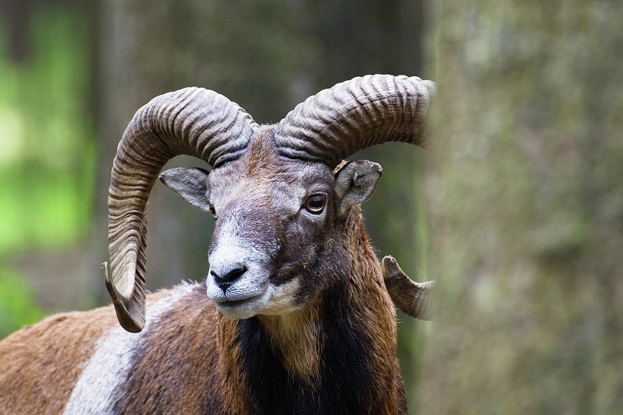 Mouflon, Argali, Ovis Ammon, Bavaria, Germany, Captive Photograph by ...