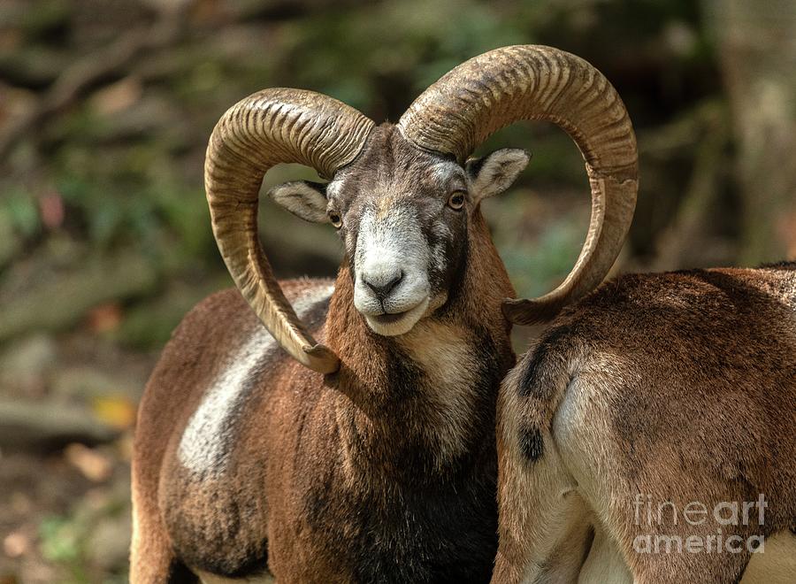 Mouflon Sheep Photograph by Bob Gibbons/science Photo Library