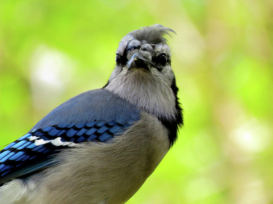 Moulting Blue Jay in the Wind Photograph by Linda Stern