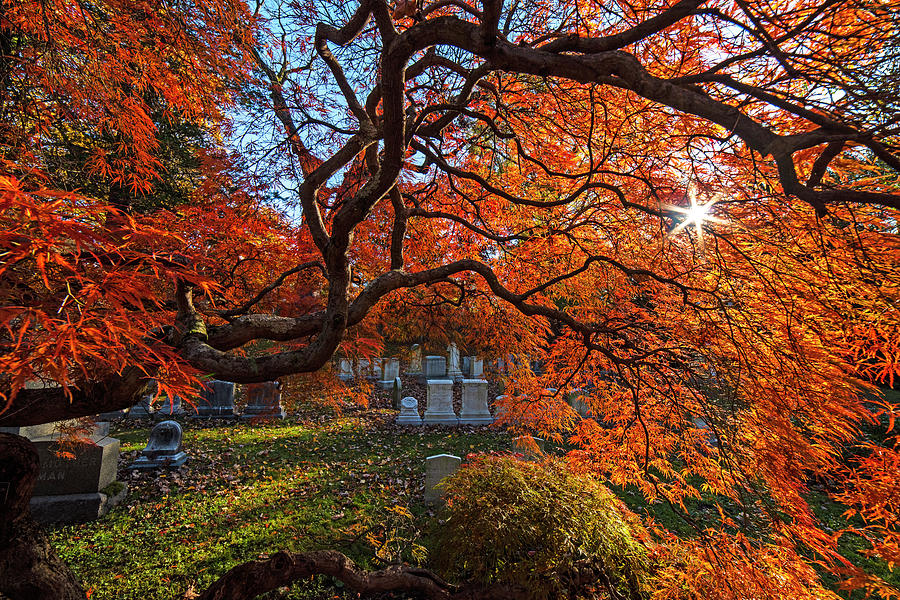 Mount Auburn Cemetery Japanese Maple Tree Fall Foliage Cambridge MA Sunrise Foliage Photograph by Toby McGuire