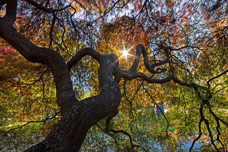 Mount Auburn Cemetery Japanese Maple Tree Fall Foliage Cambridge MA Sunrise Reaching for the Sun Photograph by Toby McGuire