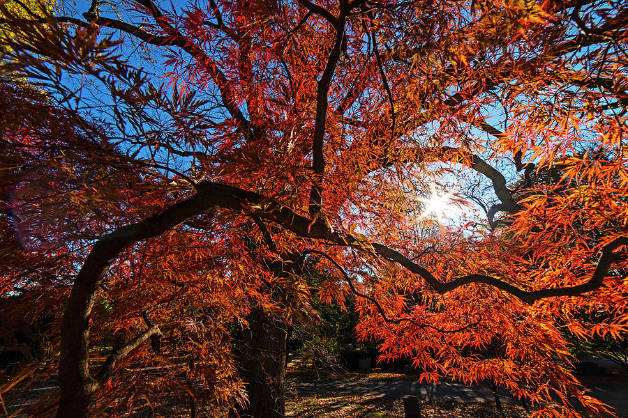 Mount Auburn Cemetery Japanese Maple Tree Fall Foliage Cambridge MA Sunrise Photograph by Toby McGuire