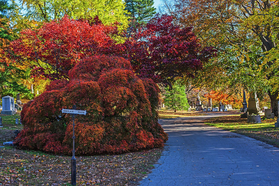 Mount Auburn Cemetery Japanese Maple Tree Fall Foliage Cambridge MA Photograph by Toby McGuire