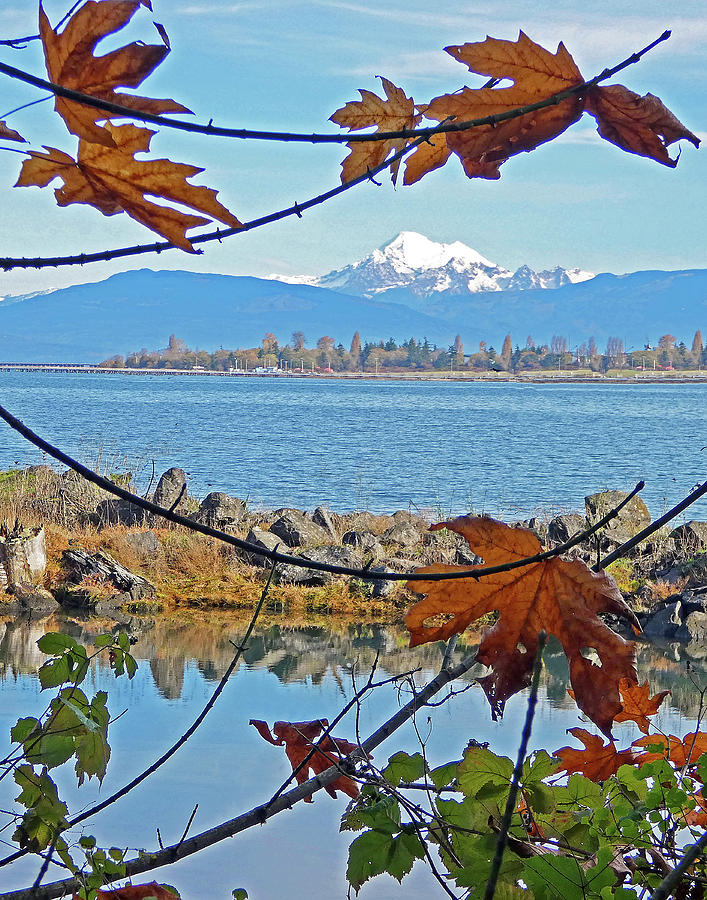Nature Photograph - Mount Baker and Leaves by Susan Burger