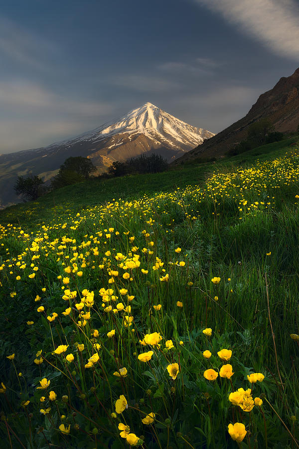 Mountain Photograph - Mount Damavand & Wildflowers by Mahnaz.aqayan