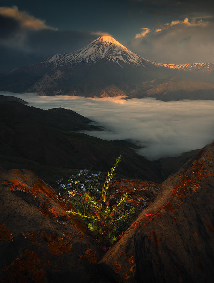 Flower Photograph - Mount Damavand In Spring by Majid Behzad