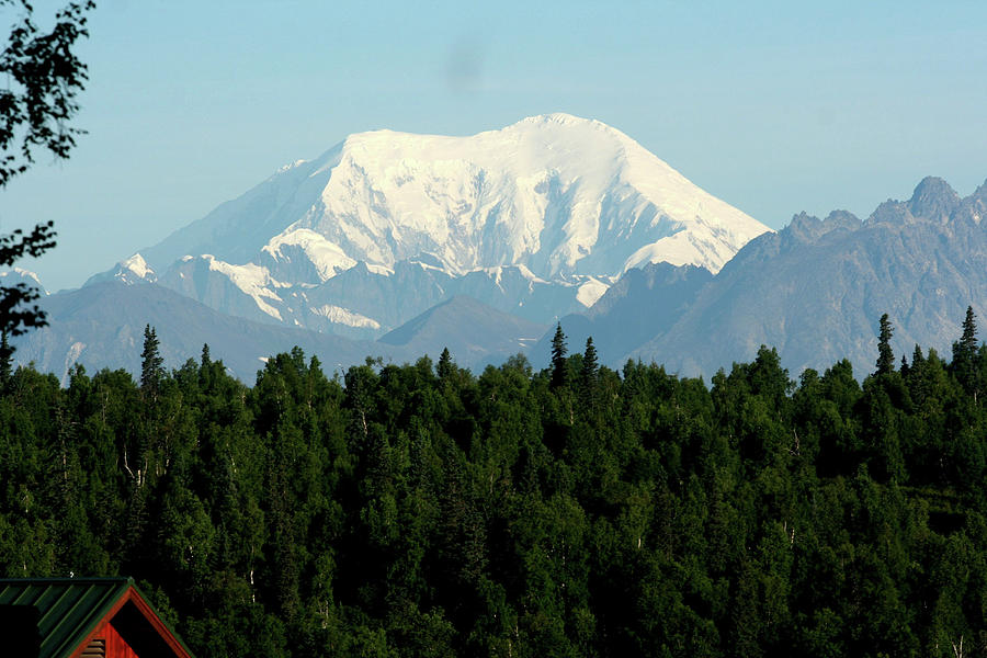 Mountain Photograph - Mount Denali looms over tall green trees in Alaska by David Wood