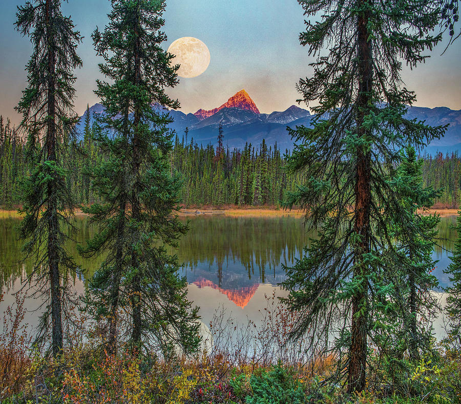 Mount Edit Cavell Moonrise Photograph by Tim Fitzharris