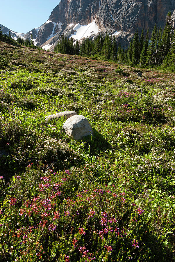 Mount Edith Cavell, Wildflowers Photograph by John Elk Iii