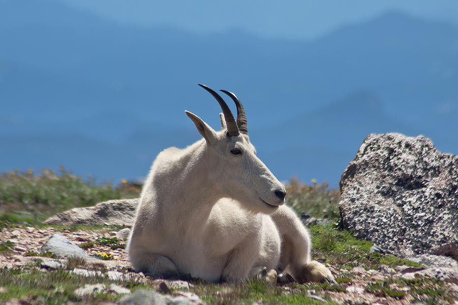 Mount Evans Goat Photograph by Jtbaskinphoto