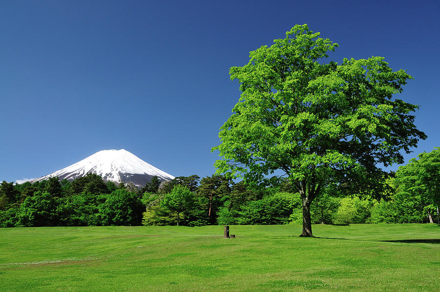 Mount Fuji And Fresh Green Of Early Photograph by Takeshi.k