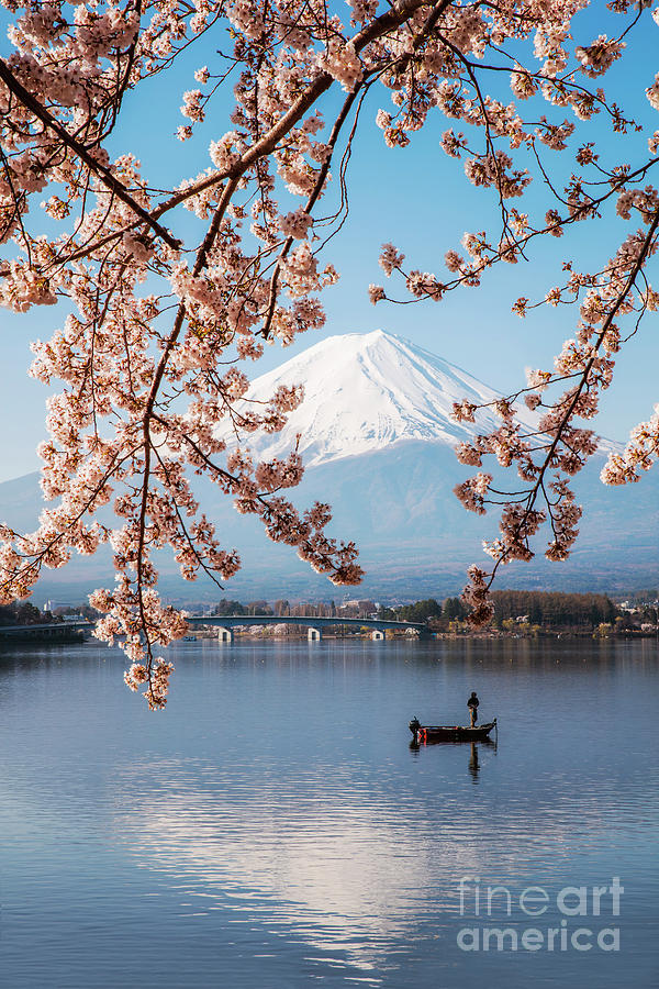 Mount Fuji with cherry trees, Fuji Five Lakes, Japan Photograph by Matteo Colombo