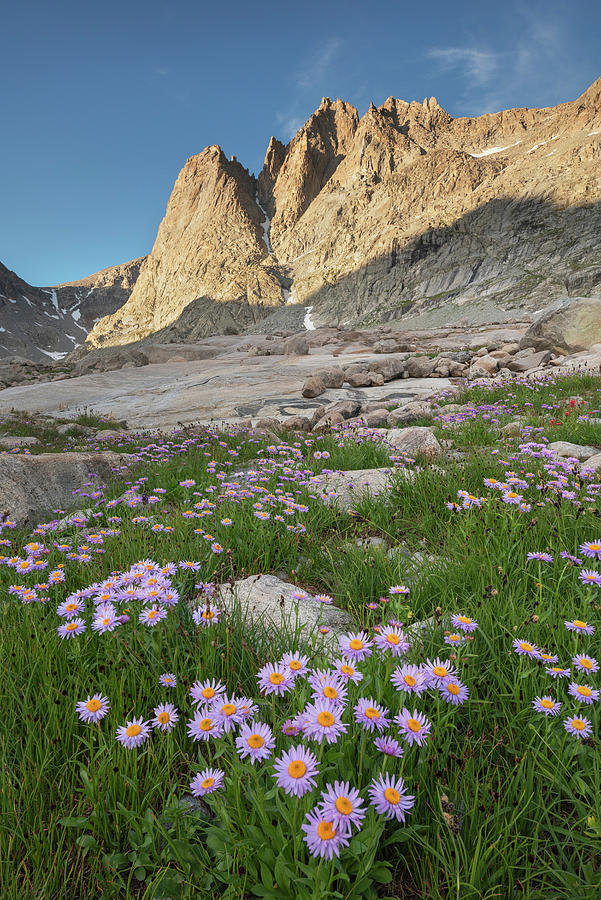 Mount Helen And Field Of Purple Asters Photograph by Alan Majchrowicz ...