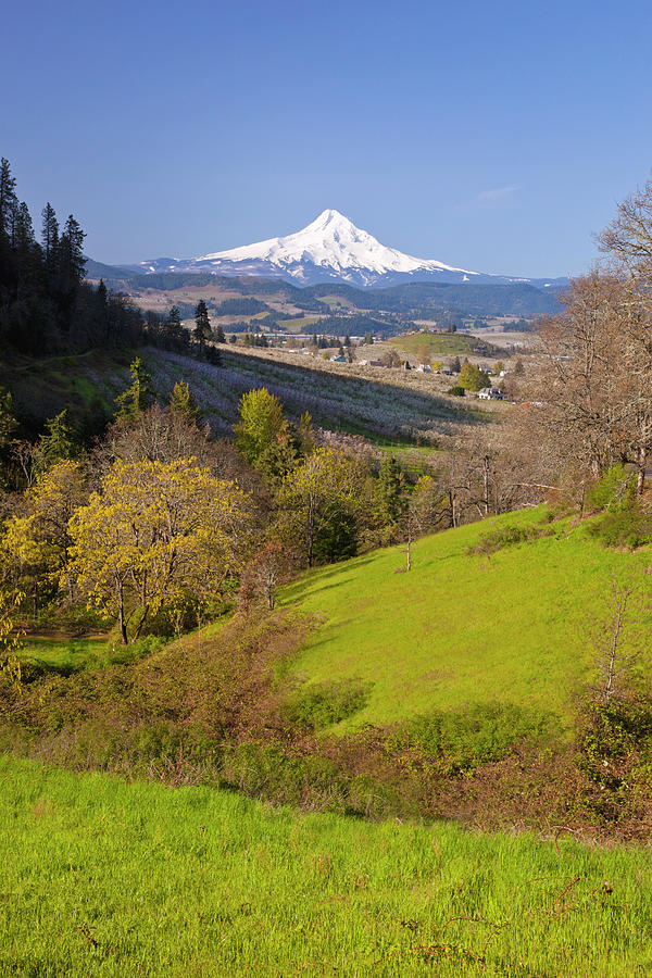 Mount Hood In The Columbia River Gorge Photograph by Design Pics / Craig Tuttle