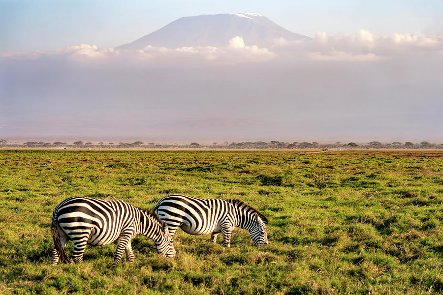 Mount Kilimanjaro and Zebras Photograph by Betty Eich