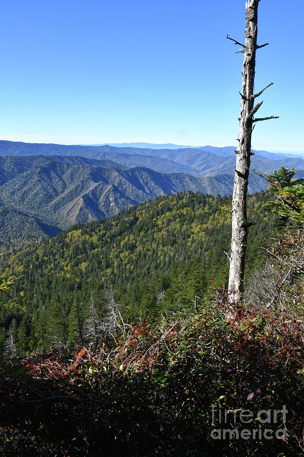 Mount LeConte 8 Photograph by Phil Perkins