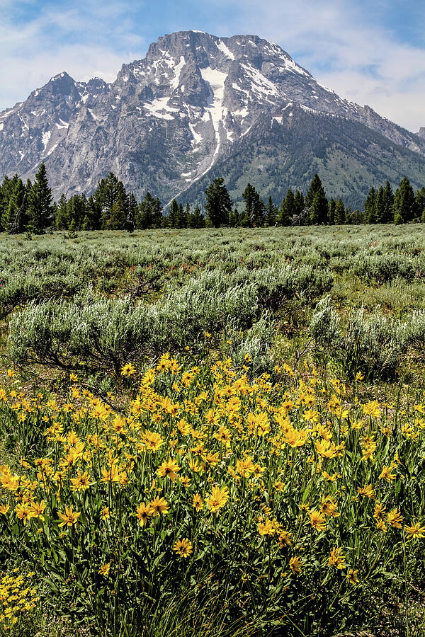 Mount Moran Wildflowers - Grand Teton National Park, Wyoming Photograph by Brett Pelletier