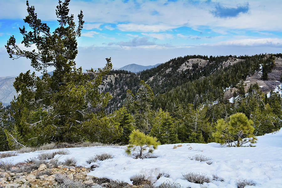 Mount Pinos Snow Photograph by Kyle Hanson
