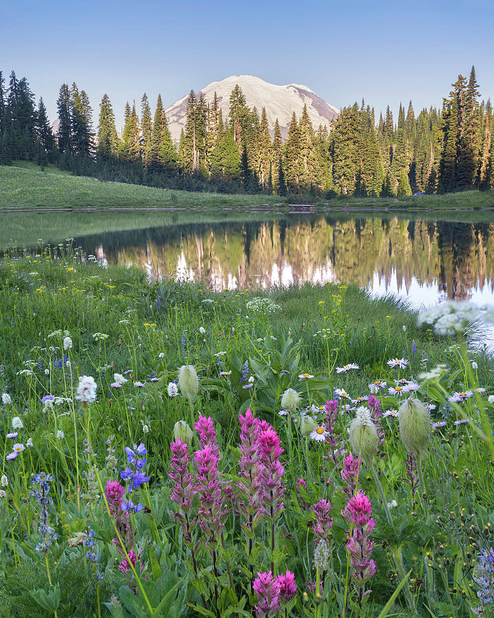 Mount Rainier From Tipsoo Lake With Wild Flowers In Foreground ...