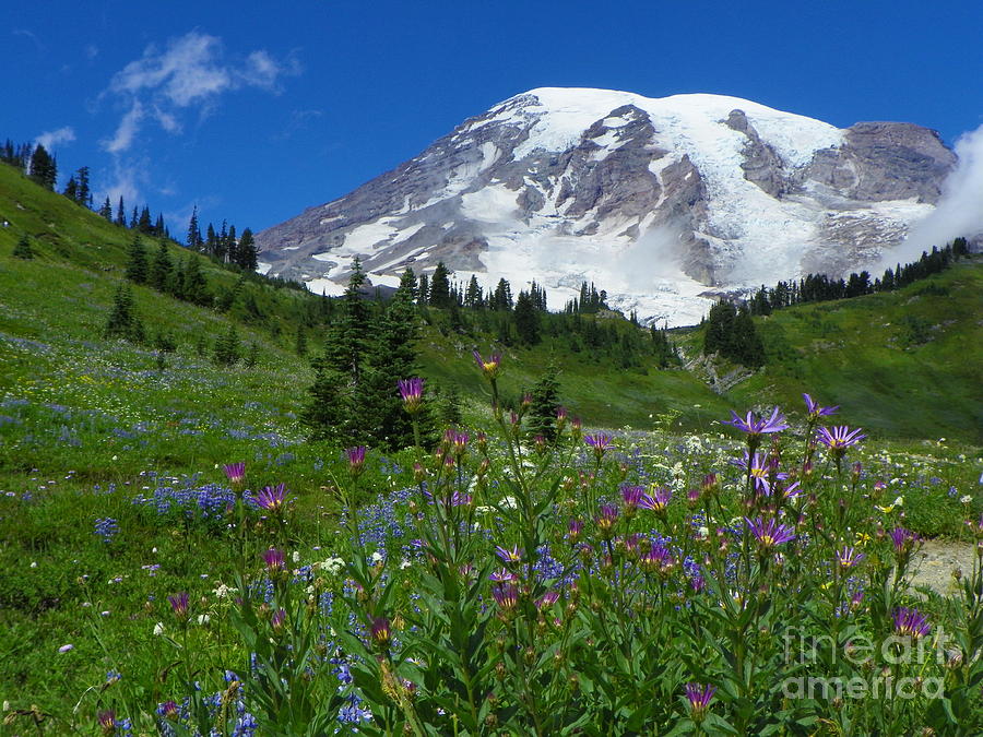 Mount Rainier National Park Covered With The Field Of Wildflowers ...