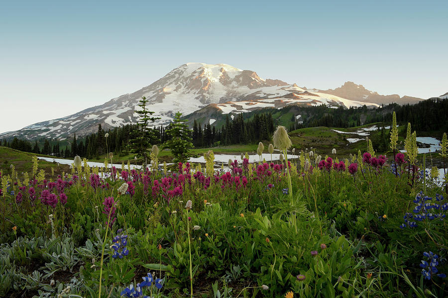 Mount Rainier, Washington State Digital Art by Greg Probst