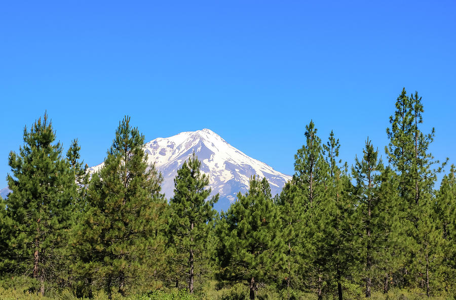 Mount Shasta, California Photograph by Dawn Richards