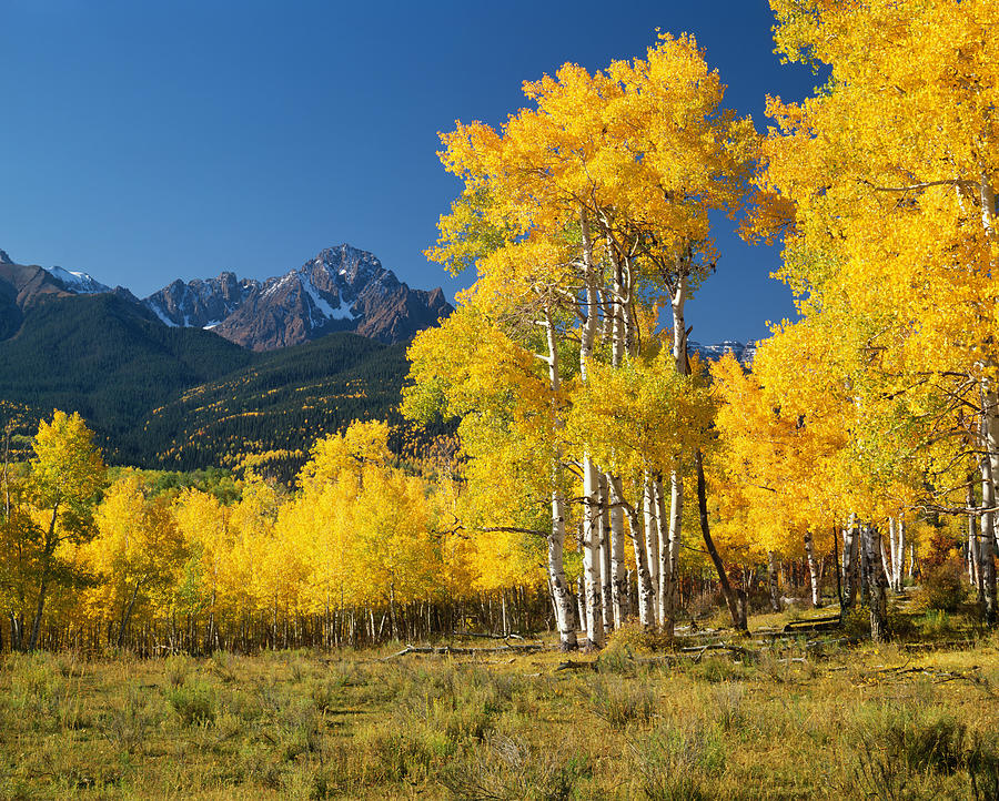 Mount Sneffels With Autumn Aspen Trees Photograph by Ron thomas