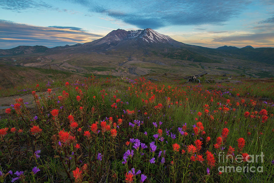 Mount St. Helens Sunset With Wildflowers Photograph by Terenceleezy