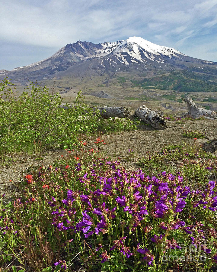 Mount St. Helens Photograph by Tiffany Whisler