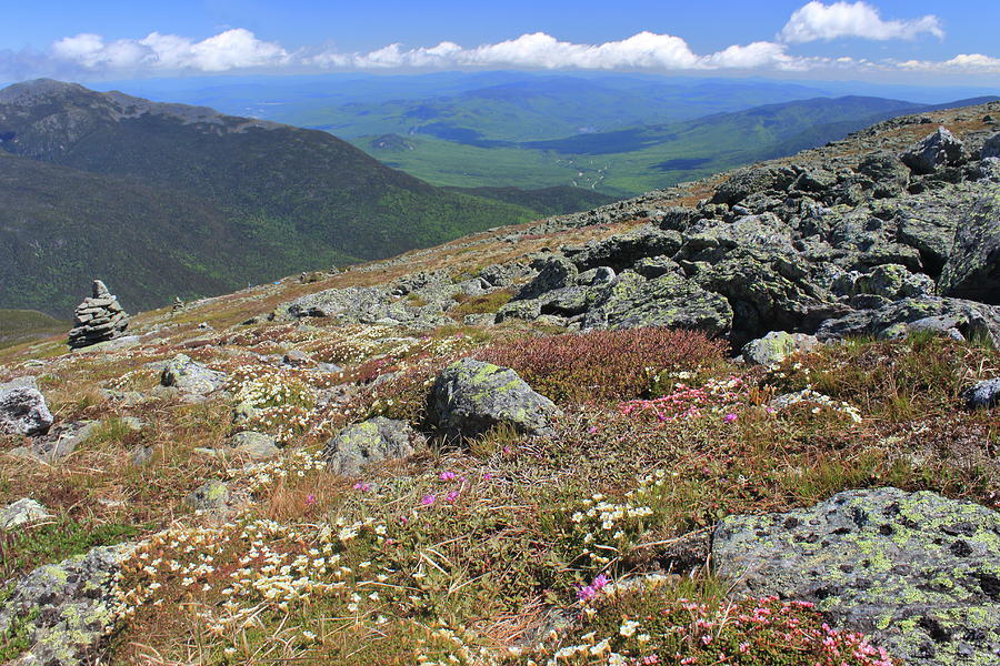 Mount Washington Alpine Zone Wildflowers Photograph