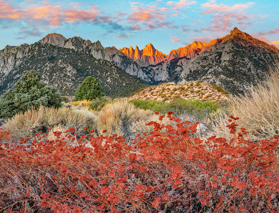 Mount Whitney Photograph by Tim Fitzharris