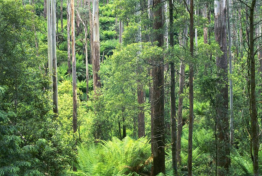 Mountain Ash Forest, Australia Photograph by Nhpa