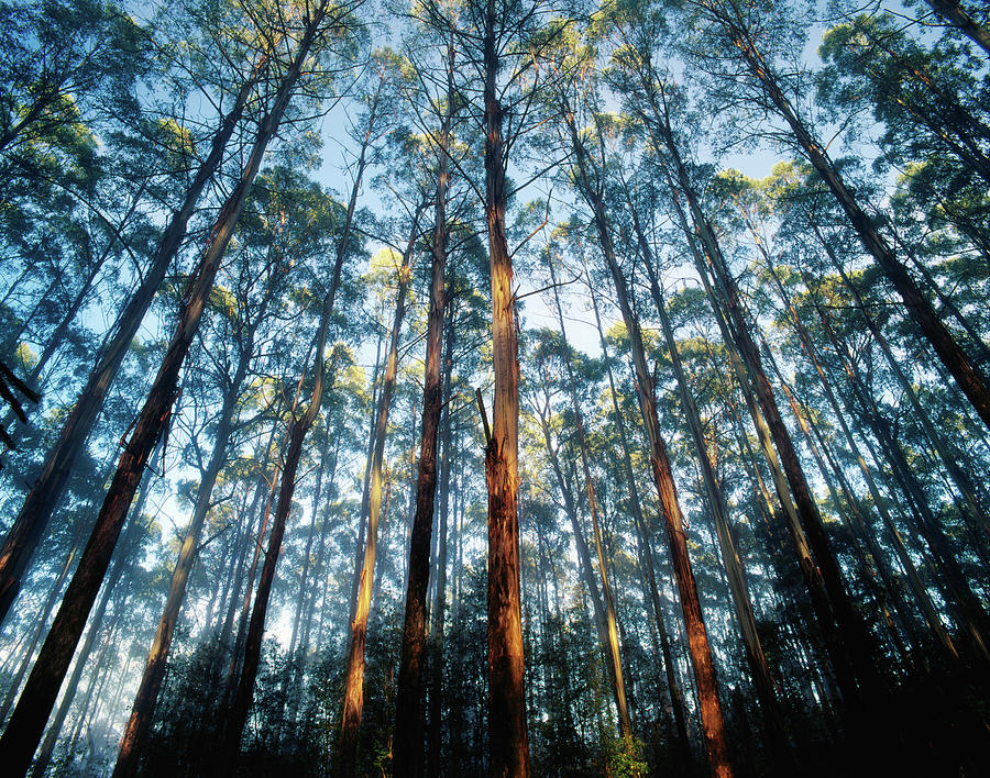 Mountain Ash Forest In Black Spur Photograph by Richard Ianson