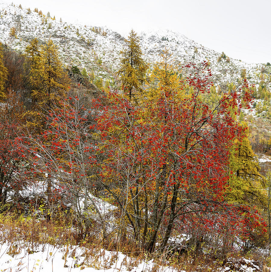 Mountain ash tree and larches Photograph by Paul MAURICE