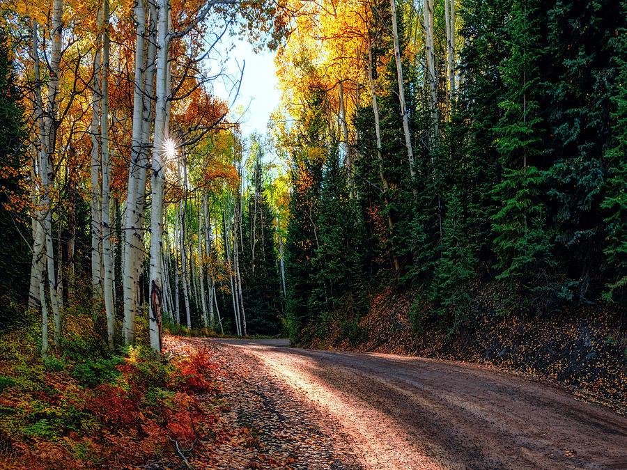  Mountain Aspen Autumn Road Photograph by Lena Owens - OLena Art Vibrant Palette Knife and Graphic Design