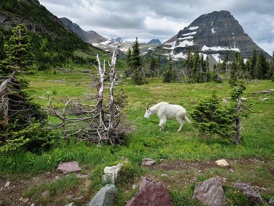 Mountain Billy Goat 5 Photograph