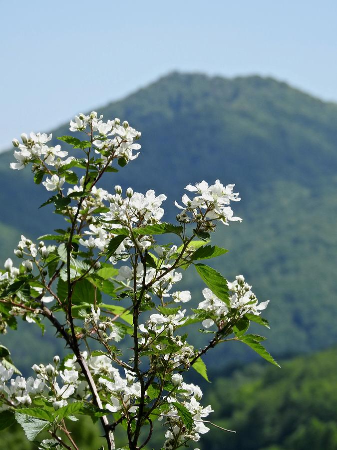 Mountain Blooms Photograph by Kathy Chism