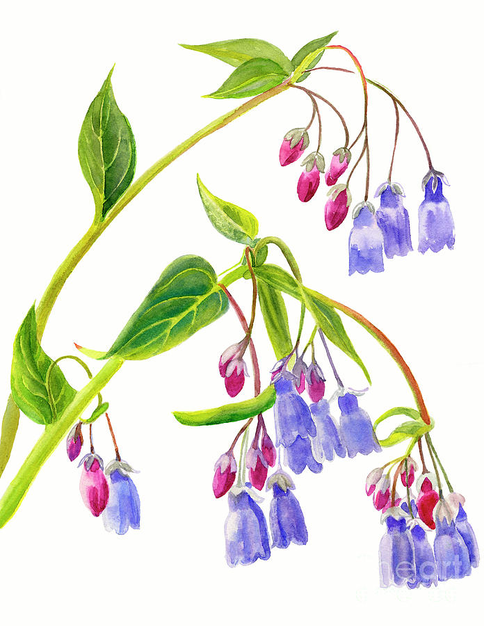 Flower Painting - Mountain Bluebells Vertical Design by Sharon Freeman