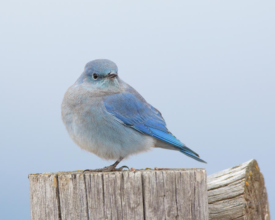 Mountain Bluebird Photograph by Gerry Sibell