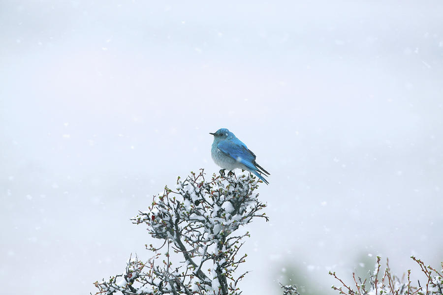 Mountain Bluebird In Snow Photograph by Pat Gaines