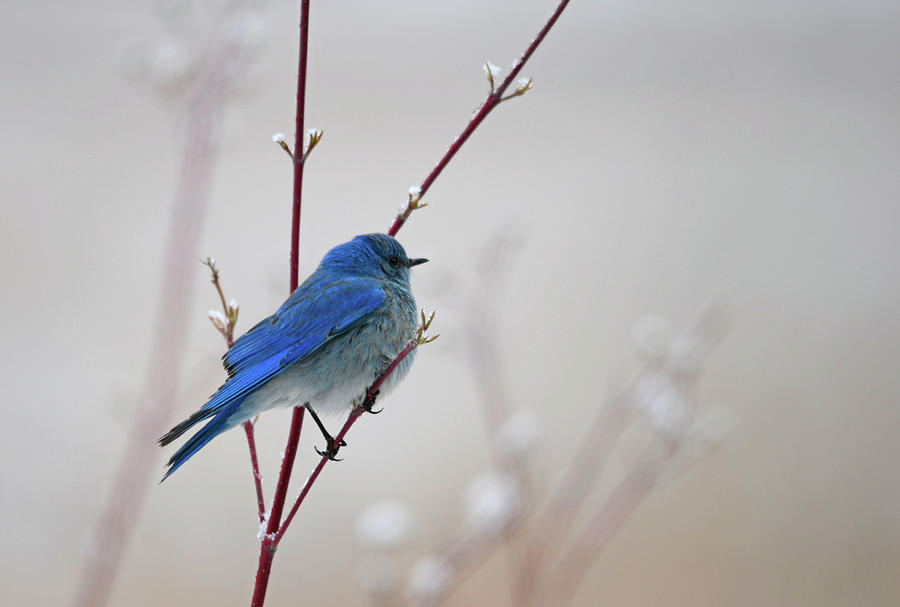Mountain Bluebird In Spring Photograph
