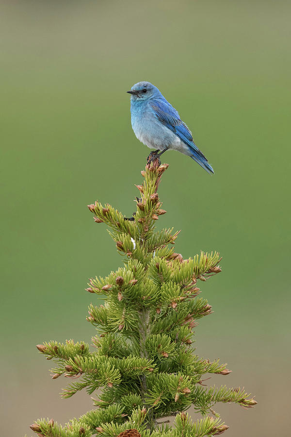 Mountain Bluebird Photograph by James Zipp